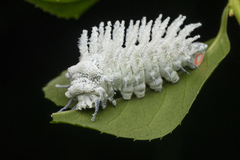 Attacus atlas