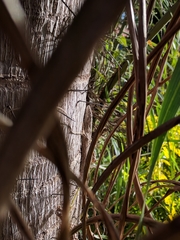 Polychrus acutirostris