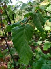 Nothofagus glauca
