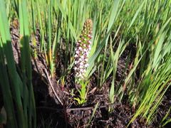 Disa obtusa hottentotica