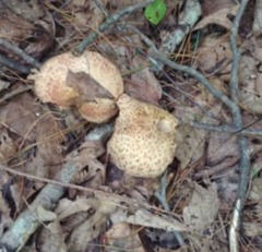 Agaricus augustus