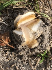 Scleroderma polyrhizum