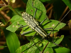 Macrochenus tigrinus