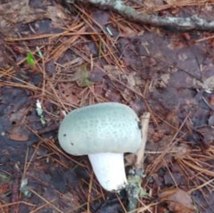 Virescentinae