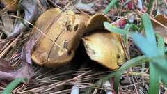 Suillus americanus