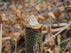 Polyommatus icarus