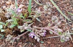 Raphionacme hirsuta