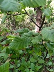 Nothofagus glauca