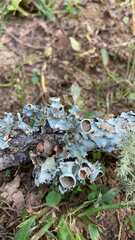 Parmotrema perforatum