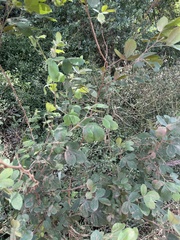 Searsia pyroides pyroides