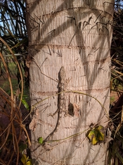 Polychrus acutirostris