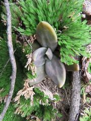 Echeveria xichuensis