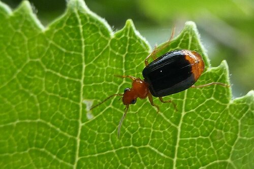 Lebia à cul orange