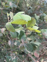 Searsia pyroides pyroides