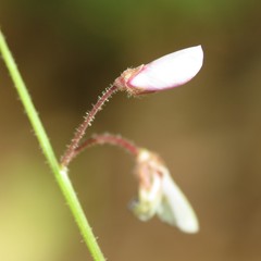 Desmodium arizonicum