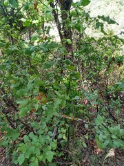 Nothofagus glauca