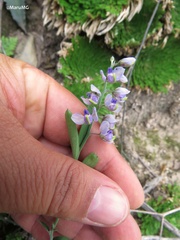 Hebecarpa barbeyana