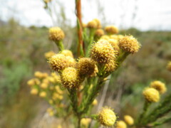 Leucadendron corymbosum