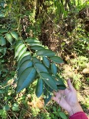 Rhamnoneuron balansae