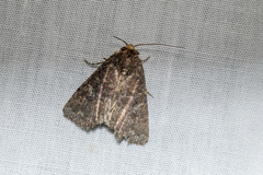 Condica illecta