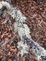 Evernia