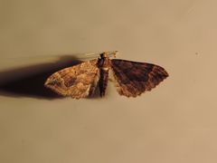 Pelurga comitata