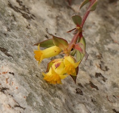 Penaea acutifolia