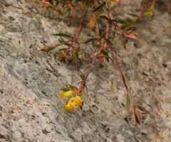 Penaea acutifolia