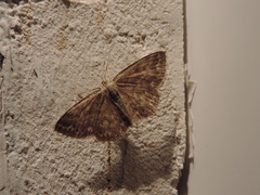 Scopula immorata