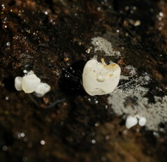 Physalacria australiensis