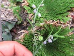 Hebecarpa barbeyana