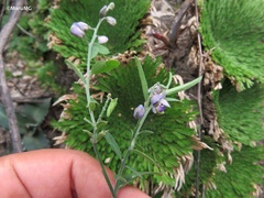 Hebecarpa barbeyana