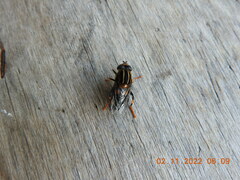 Helophilus antipodus