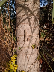 Polychrus acutirostris