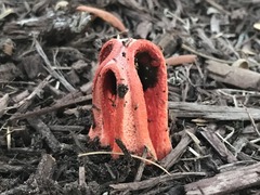 Clathrus columnatus