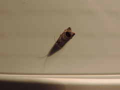 Notocelia uddmanniana