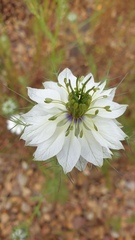 Nigella damascena