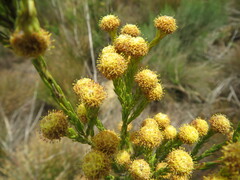 Leucadendron corymbosum
