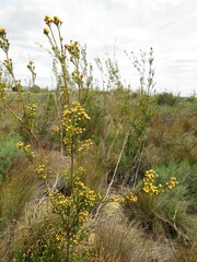 Leucadendron corymbosum