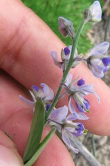 Hebecarpa barbeyana