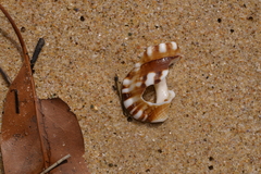Ranella australasia