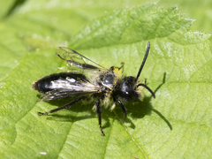 Andrena cineraria
