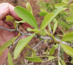 Gymnosporia senegalensis