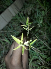Croton bonplandianus