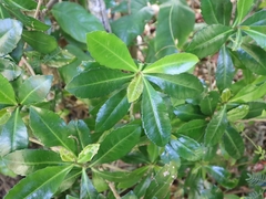 Ardisia cornudentata