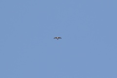 Hieraaetus morphnoides