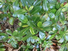 Ardisia cornudentata