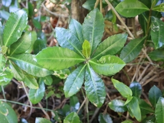 Ardisia cornudentata