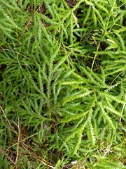 Lycopodium volubile