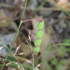Desmodium arizonicum